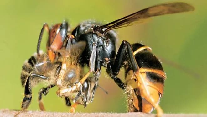 Piégeage de printemps du frelon asiatique