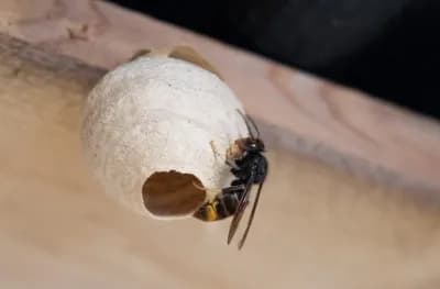 Piégeage de printemps du frelon asiatique