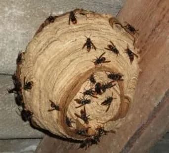 Acheter votre piège pour les frelons asiatiques