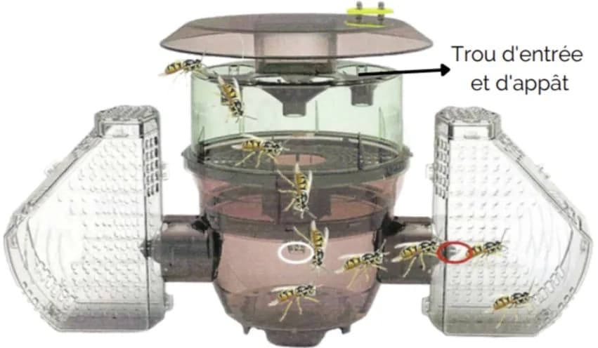 Acheter votre piège pour les frelons asiatiques