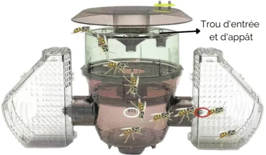 Piège à frelons asiatiques proposé par AB Guêpes et Frelons